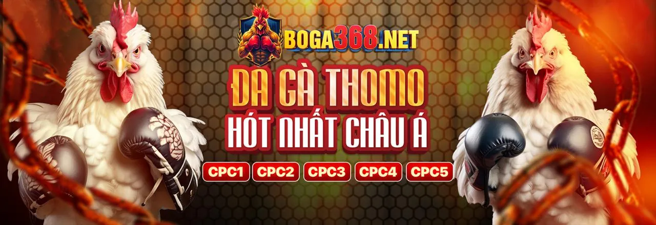 Bình luận viên đá gà Thomo trực tiếp phân tích trận đấu